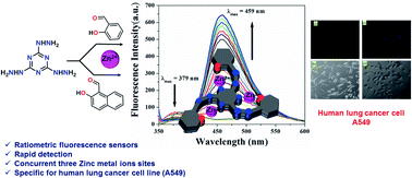 Graphical abstract: A ratiometric triazine-based colorimetric and fluorometric sensor for the recognition of Zn2+ ions and its application in human lung cancer cells