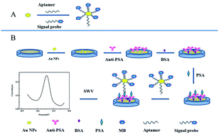 Graphical abstract: Aptamer–gold nanoparticle-signal probe bioconjugates amplify electrochemical signal for the detection of prostate specific antigen