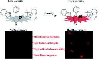 Graphical abstract: A novel mitochondrial-targeting fluorescent probe based on 1,4-dihydropyridine to visualize and monitor the viscosity of live cells and mice in vivo