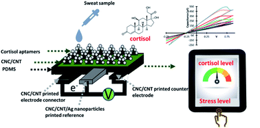 Graphical abstract: Flexible electrochemical aptasensor for cortisol detection in human sweat