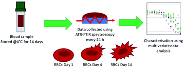 Graphical abstract: ATR-FTIR spectroscopy as a quality control system for monitoring the storage of blood products