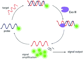 Graphical abstract: Recent advances in the exonuclease III-assisted target signal amplification strategy for nucleic acid detection