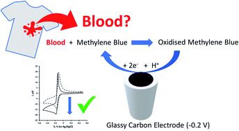 Graphical abstract: Forensic electrochemical presumptive blood test based on the voltammetric behaviour of methylene blue and whole blood