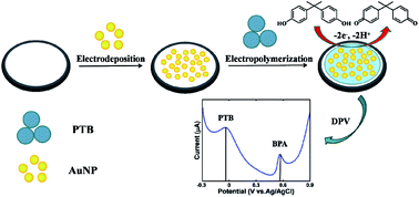 Graphical abstract: Ratiometric electrochemical sensor for bisphenol A detection using a glassy carbon electrode modified with a poly(toluidine blue)/gold nanoparticle composite