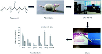 Graphical abstract: A UHPLC-Q-TOF/MS method for the determination of poloxamer 124 and its application in a tissue distribution study in rats