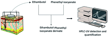 Graphical abstract: Development and validation of simple and sensitive HPLC-UV method for ethambutol hydrochloride detection following transdermal application