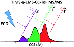 Graphical abstract: Effective discrimination of gas-phase peptide conformers using TIMS-ECD-ToF MS/MS
