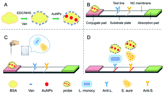 Graphical abstract: Simultaneous quantitative analysis of Listeria monocytogenes and Staphylococcus aureus based on antibiotic-introduced lateral flow immunoassay