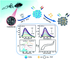 Graphical abstract: Cuttlefish ink-based N and S co-doped carbon quantum dots as a fluorescent sensor for highly sensitive and selective para-nitrophenol detection