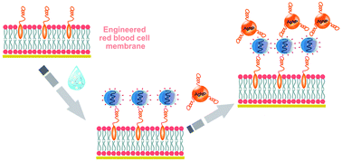 Graphical abstract: Engineered red blood cell membrane for sensitive and precise electrochemical detection of salivary exosomes