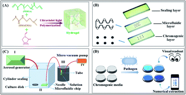 Graphical abstract: Fabrication of a novel hydrogel-based microfluidic chip and its application in pathogen analysis