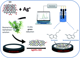 Graphical abstract: Development of a new highly sensitive serotonin sensor based on green synthesized silver nanoparticle decorated reduced graphene oxide