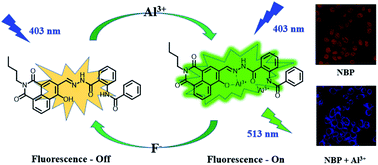 Graphical abstract: A novel reversible fluorescent probe based on naphthalimide for sequential detection of aluminum (Al3+) and fluoride (F−) ions and its applications