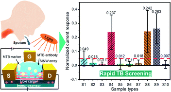 Graphical abstract: Portable immunosensor directly and rapidly detects Mycobacterium tuberculosis in sputum