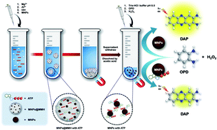 Graphical abstract: Simultaneous preconcentration and fluorescence detection of ATP by a hybrid nanocomposite of magnetic nanoparticles incorporated in mixed metal hydroxide