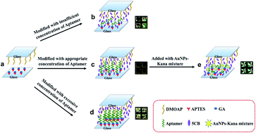 Graphical abstract: A self-oriented beacon liquid crystal assay for kanamycin detection with AuNPs signal enhancement