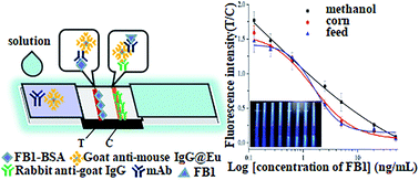 Graphical abstract: Indirect signal amplification strategy with a universal probe-based lateral flow immunoassay for the rapid quantitative detection of fumonisin B1