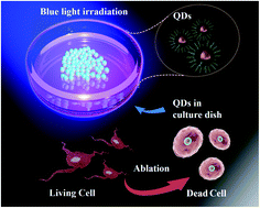 Graphical abstract: Cancer photothermal therapy based on near infrared fluorescent CdSeTe/ZnS quantum dots