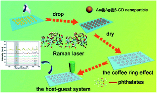 Graphical abstract: Interface engineering with self-assembling Au@Ag@β-cyclodextrin bimetal nanoparticles to fabricate a ring-like arrayed SERS substrate for sensitive recognition of phthalate esters based on a host–guest interaction and the coffee ring effect