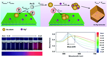 Graphical abstract: Mercury ion-engineering Au plasmonics on MoS2 layers for absorption-shifted optical sensors