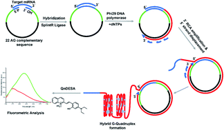 Graphical abstract: Highly sensitive, selective, and rapid detection of miRNA-21 using an RCA/G-quadruplex/QnDESA probing system