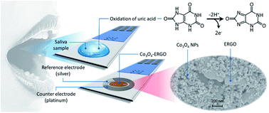 Graphical abstract: An electrochemical sensor based on a Co3O4–ERGO nanocomposite modified screen-printed electrode for detection of uric acid in artificial saliva