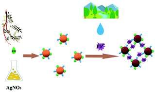 Graphical abstract: Green synthesis, characterization of Radix Hedysari-mediated silver nanoparticles and their use for sensitive colorimetric detection of Pb2+ in the Yellow River medium