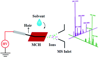 Graphical abstract: Rapid characterization of drugs in a single hair using thermal desorption ionization mass spectrometry