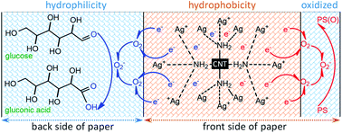 Graphical abstract: An amphiprotic paper-based electrode for glucose detection based on layered carbon nanotubes with silver and polystyrene particles