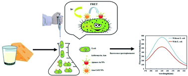 Graphical abstract: Detection of pathogenic bacteria in milk and whey samples using a fluorescence resonance energy transfer aptasensor based on cerium oxide nanoparticles