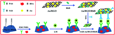 Graphical abstract: A novel electrochemical sandwich-like immunosensor based on carboxyl Ti3C2Tx MXene and rhodamine b/gold/reduced graphene oxide for Listeria monocytogenes