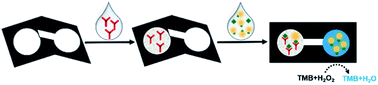 Graphical abstract: An origami paper-based analytical device for rapid detection of testosterone in healthcare food