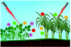 Graphical abstract: Direct determination of nutrient elements in plant leaves by double pulse laser-induced breakdown spectroscopy: evaluation of calibration strategies using direct and inverse models for matrix-matching