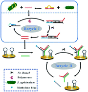 Graphical abstract: Two-stage nicking enzyme signal amplification (NESA)-based biosensing platform for the ultrasensitive electrochemical detection of pathogenic bacteria
