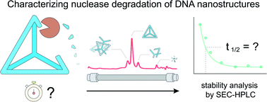 Graphical abstract: Characterization of DNA nanostructure stability by size exclusion chromatography