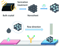 Graphical abstract: Graphene-labeled synthetic antigen as a novel probe for enhancing sensitivity and simplicity in lateral flow immunoassay