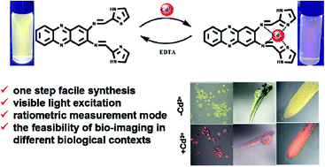 Graphical abstract: A phenazine-imidazole based ratiometric fluorescent probe for Cd2+ ions and its application in in vivo imaging