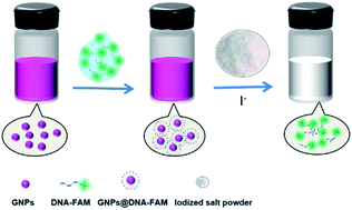 Graphical abstract: Iodide etching for one-step quantitative assay of the number of DNA molecules capped on gold nanoparticles