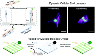 Graphical abstract: User-defined, temporal presentation of bioactive molecules on hydrogel substrates using supramolecular coiled coil complexes