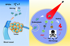 Graphical abstract: Phycocyanin-functionalized black phosphorus quantum dots enhance PDT/PTT therapy by inducing ROS and irreparable DNA damage