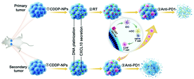 Graphical abstract: Cisplatin nanoparticles boost abscopal effect of radiation plus anti-PD1 therapy