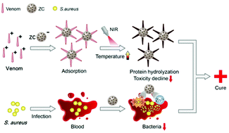 Graphical abstract: Photoresponsive porous ZnO-based broad-spectrum venom first-aid treatment