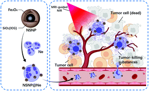 Graphical abstract: Dual-targeted and MRI-guided photothermal therapy via iron-based nanoparticles-incorporated neutrophils