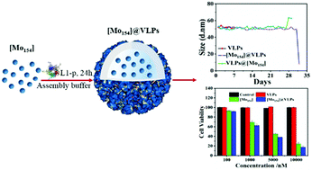 Graphical abstract: A hybrid HPV capsid protein L1 with giant Mo-containing polyoxometalate improves the stability of virus-like particles and the anti-tumor effect of [Mo154]