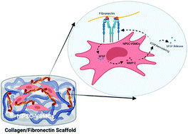 Graphical abstract: Integrin β3 targeting biomaterial preferentially promotes secretion of bFGF and viability of iPSC-derived vascular smooth muscle cells