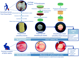 Graphical abstract: Evaluation of osteochondral-like tissues using human freeze-dried cancellous bone and chondrocyte sheets to treat osteochondral defects in rabbits