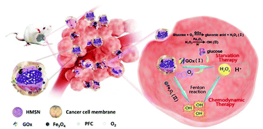 Graphical abstract: A dual-catalytic nanoreactor for synergistic chemodynamic-starvation therapy toward tumor metastasis suppression