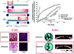 Graphical abstract: The effects of VEGF-centered biomimetic delivery of growth factors on bone regeneration