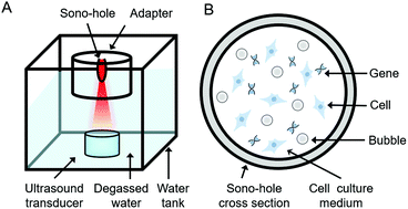 Graphical abstract: An acoustic field-based conformal transfection system for improving the gene delivery efficiency