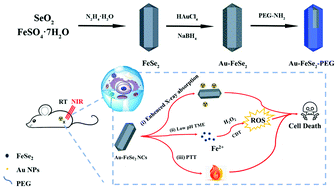 Graphical abstract: Gold–iron selenide nanocomposites for amplified tumor oxidative stress-augmented photo-radiotherapy